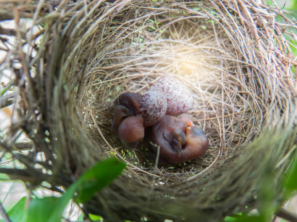 istock newborn baby bird in nest 811853062