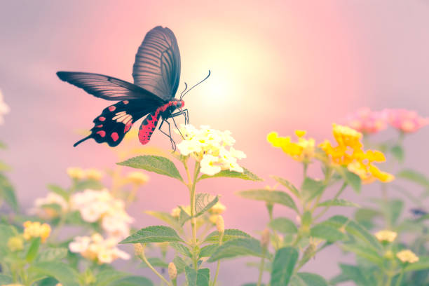 istock Red butterfly with Hedge flowers. 811864284