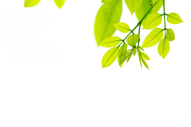 istock Green leaves isolated. This has clipping path 811864326