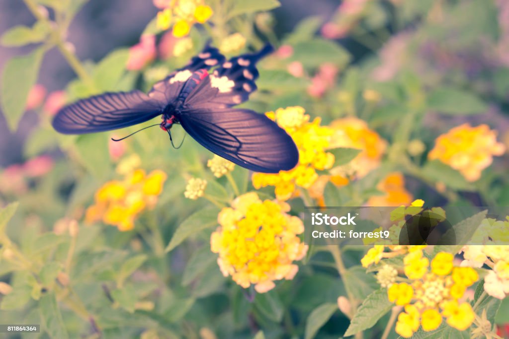 Desenfoque De Movimiento De La Mariposa Roja Volando Sobre Flores De Cobertura Foto de stock y más banco de imágenes de Aire libre - iStock Desenfoque De Movimiento De La Mariposa Roja Volando Sobre Flores De Cobertura Foto de stock y más banco de imágenes de Aire libre - iStock