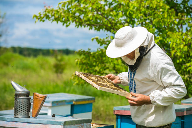 istock Beekeeper works in a hive - adds frames, watching bees. Beekeeper inspecting frame with honeycomb full of bees. Apiary concept 811864590