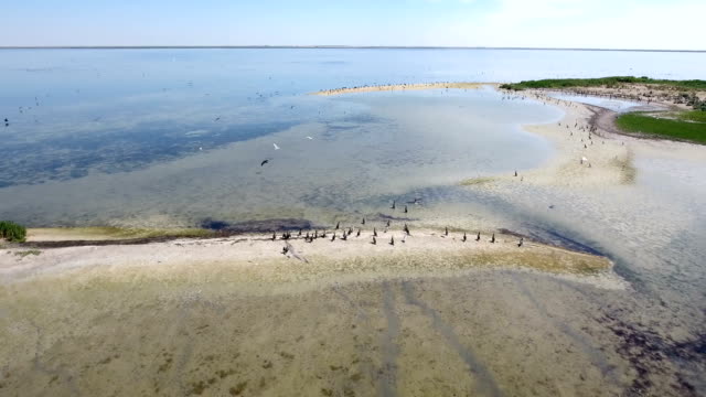 Aerial shot of a sand spit of Dzharylhach island and dozens of flying cormorants