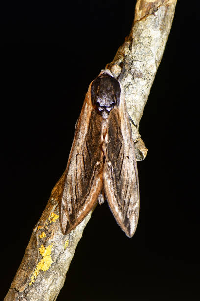 istock Privet hawk-moth (Sphinx ligustri) from above on black 811870098