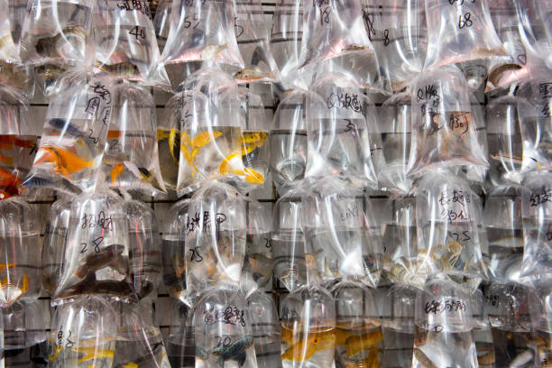 istock Pet fish market in Hong Kong Mong Kok 811870128