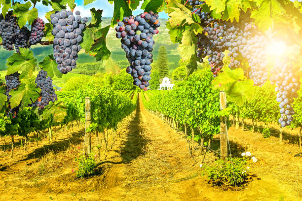 istock Picturesque vineyard at sunset 811870192