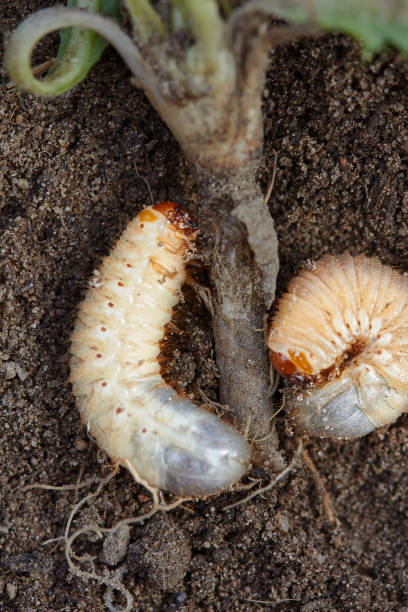 istock Pests control, insect, agriculture. Larva of chafer eats plant root. 811874566