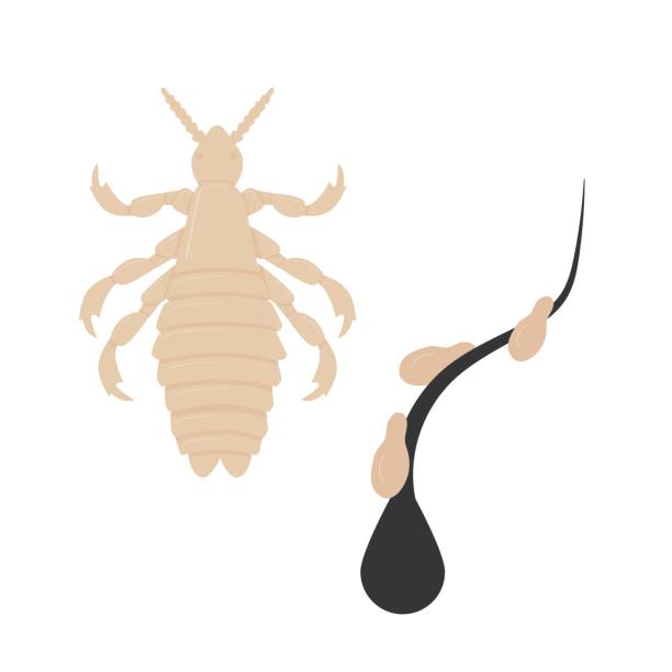 ilustrações de stock, clip art, desenhos animados e ícones de adults and eggs of lice - ectoparasite