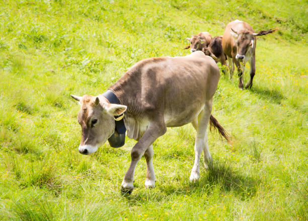 istock Organic farming wiht happy cows 811880320