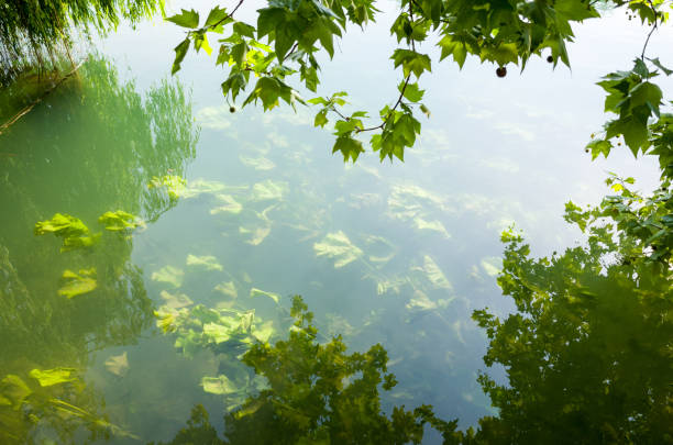 View from above of underwater leaves floating with the current in the Marne river
