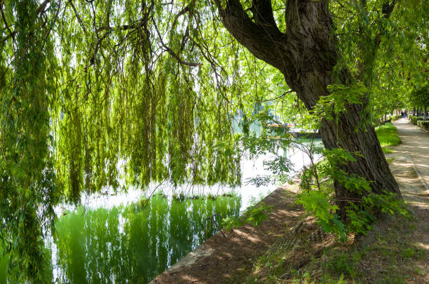 A weeping willow tree on the bank of the Marne river and its branches falling like a curtain till touching the water