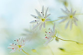 istock Stitchwort White summer flower closeup - Stellaria graminea 811906678