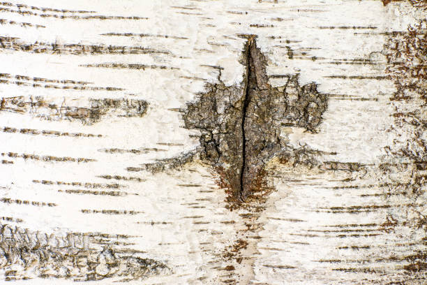 istock Abstract organic background of a birch tree bark 811906936