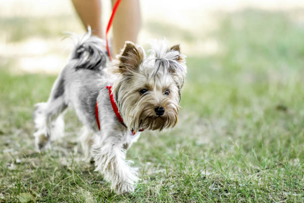 istock A small Yorkshire Terrier dog on a walk with its owner at summer day 811911726