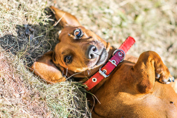 istock A cute dachshund lying on its back down on ground at sunnu day 811912030