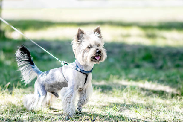 istock A small Yorkshire Terrier dog is ready to run. A nice sunny day in a park 811912146