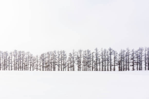 istock Hokkaido Winter Landscape 811914728