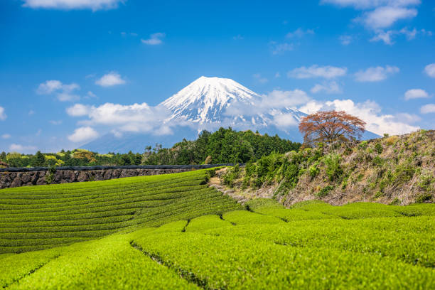 istock Tea Plantation and Mt. Fuji 811914780