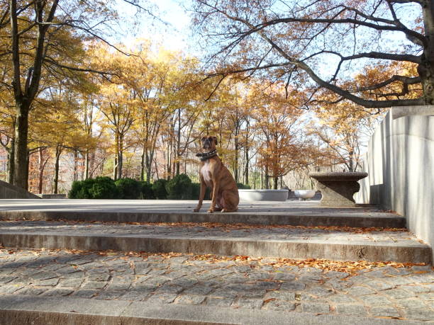 istock dog in park under autumn leaves 811914984