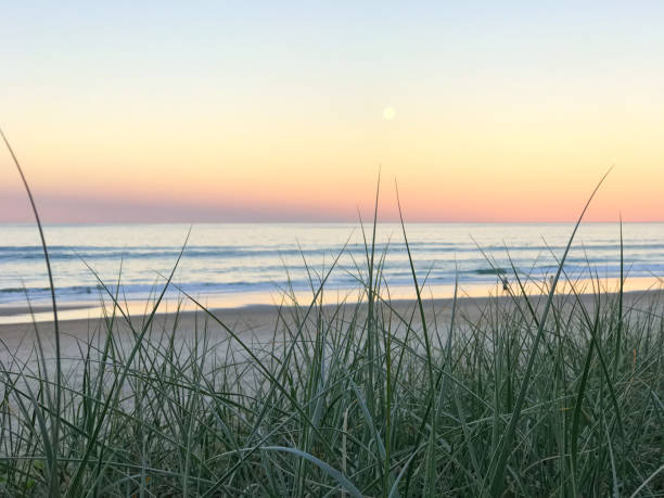istock An abstract image looking through beach grass at the ocean at sunset 811917838