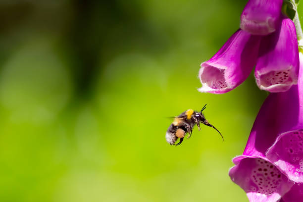 bienen fliegen in richtung fingerhut blume. hummel im garten blume schwebt. makro-fotografie. - gemeiner beifuß fotos stock-fotos und bilder