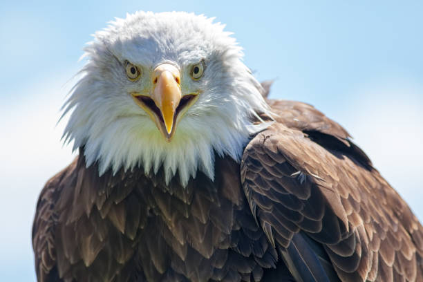 istock American bald eagle. USA bird of prey portrait image. 811921446