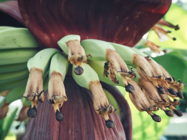 istock Bunch of bananas 811921766