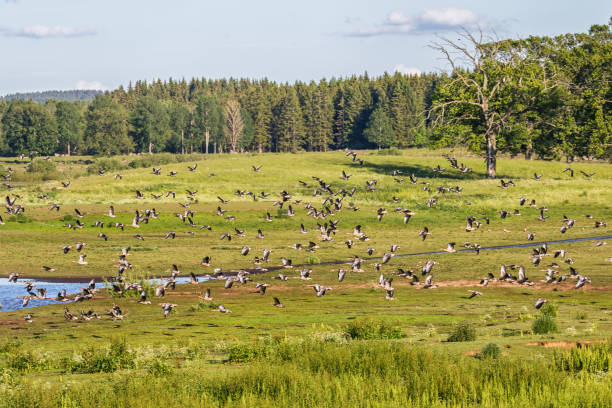 pływające stado z gęsiami szarogów - sweden summer swimming lake zdjęcia i obrazy z banku zdjęć