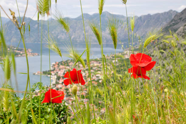 istock Red poppies on a background of Kotor 811932816