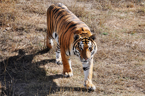 young Amur tiger walks. wild predatory cats