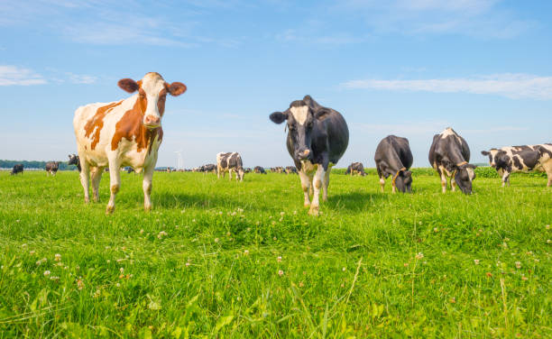 Cows grazing in a green meadow in summer Cows grazing in a green meadow in summer almere photos stock pictures, royalty-free photos & images