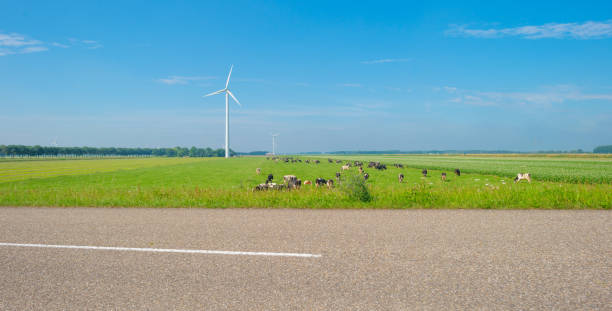 istock Cows grazing in a green meadow in summer 811935926