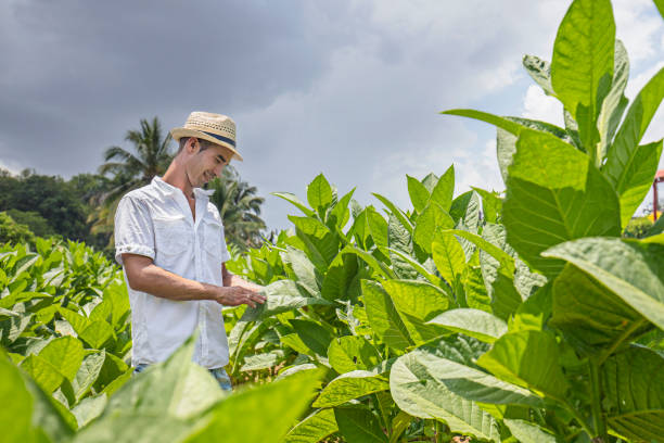 istock Man touching tobacco leaf on field against sky 811935928