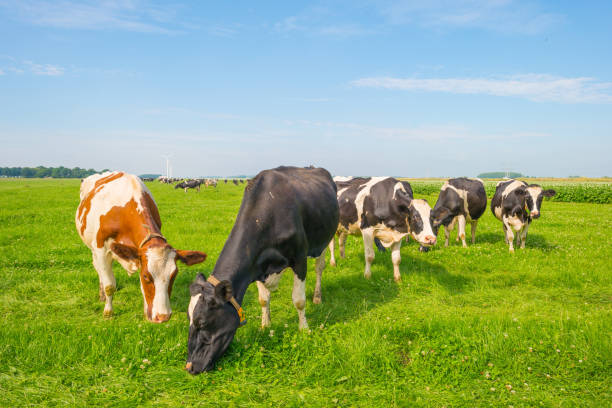 istock Cows grazing in a green meadow in summer 811935968