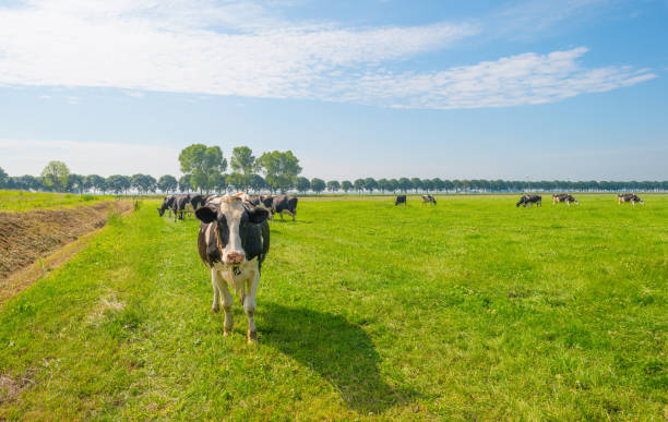 istock Cows grazing in a green meadow in summer 811936034
