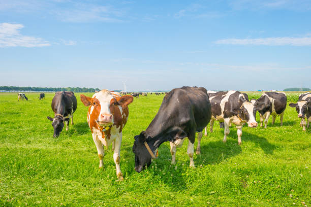 istock Cows grazing in a green meadow in summer 811936078