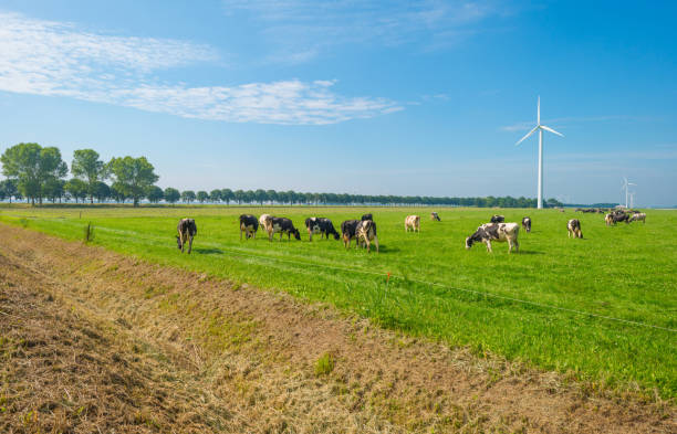 istock Cows grazing in a green meadow in summer 811936242