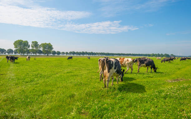 istock Cows grazing in a green meadow in summer 811936292