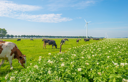 Cows grazing in a green meadow in summer