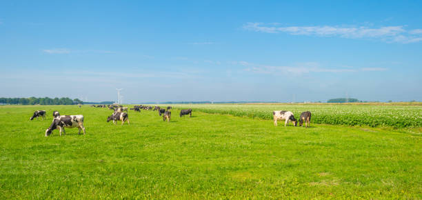 istock Cows grazing in a green meadow in summer 811936822