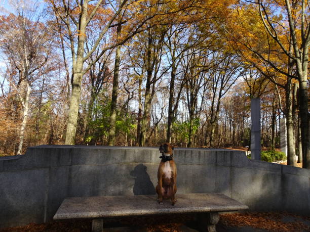 istock dog sitting on bench in a grove 811937664