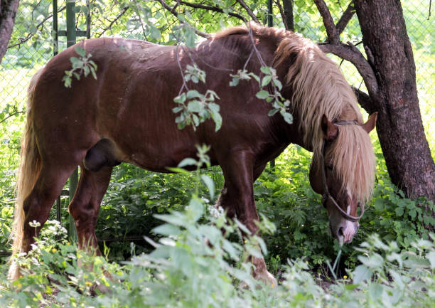 Full-face side view of horse in the garden