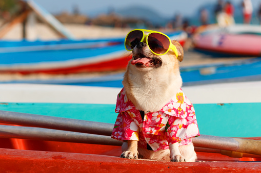 Chihuahua dog wearing pink flower shirt and sunglasses on the beach.