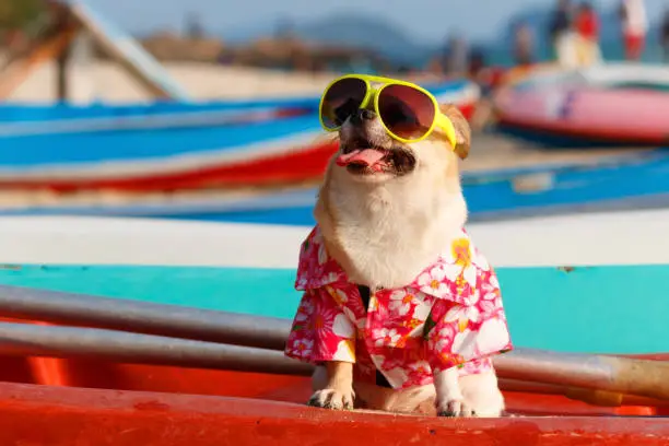 Photo of Dog on beach.