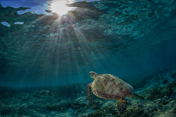 istock Turtle swimming towards the sun 811939364