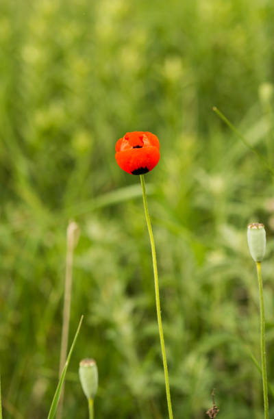 istock Poppy growing in the meadow 811941394