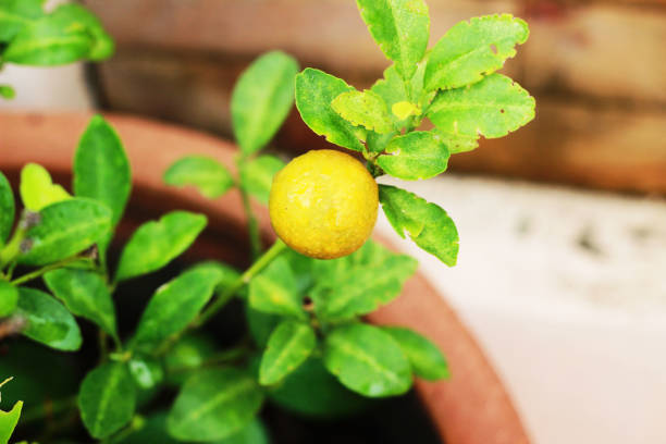 Orange fruit has an orange effect on the tree in the garden