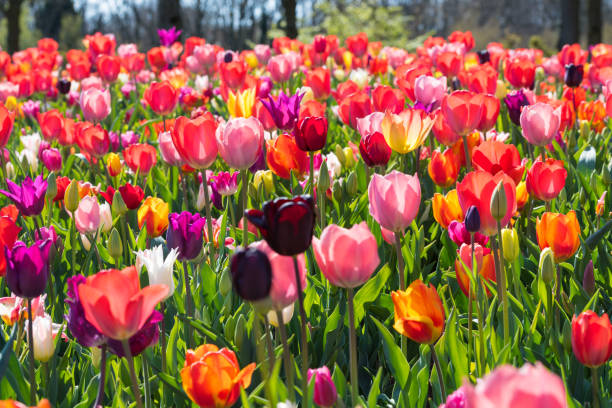 Blooming flowers Colorful blooming-flowers in the field. keukenhof gardens stock pictures, royalty-free photos & images