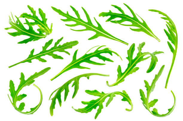 istock Rucola or arugula leaves isolated on white background. Big collection 811950318