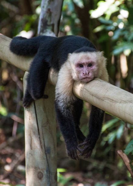 белая обезьяна во главе отдыхает - animals in the wild manuel antonio national park primate monkey стоковые фото и изображения