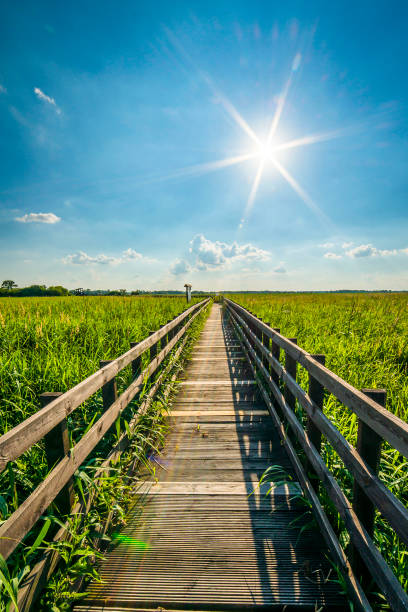 istock Wooden pavement in Narew National Park 811952800